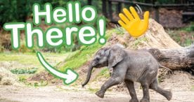 Baby elephant, Corra, has made her debut on Disney’s Animal Kingdom Savanna