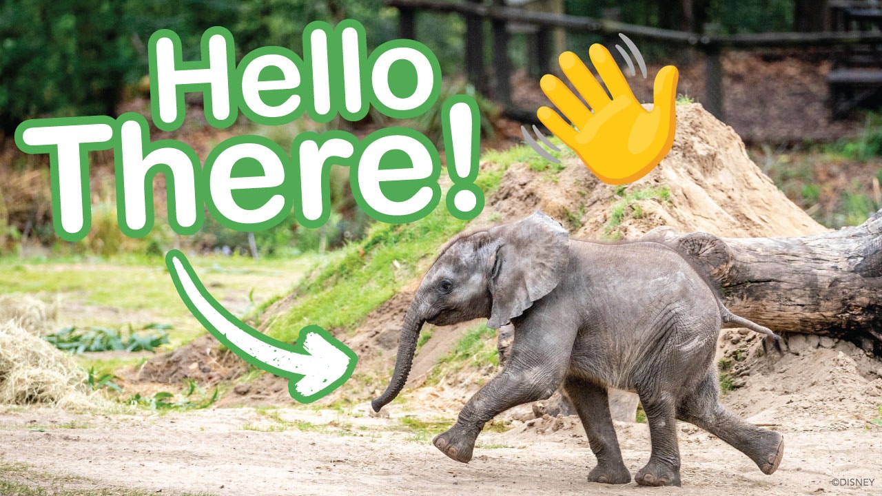Baby Elephant Debuts on Disney's Animal Kingdom Savanna