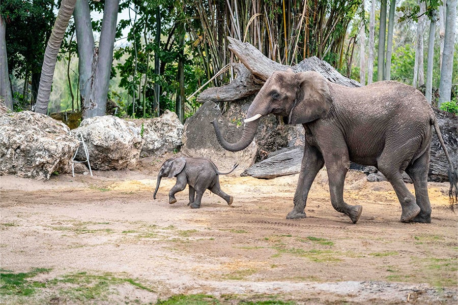 Baby Elephant Debuts on Disney's Animal Kingdom Savanna