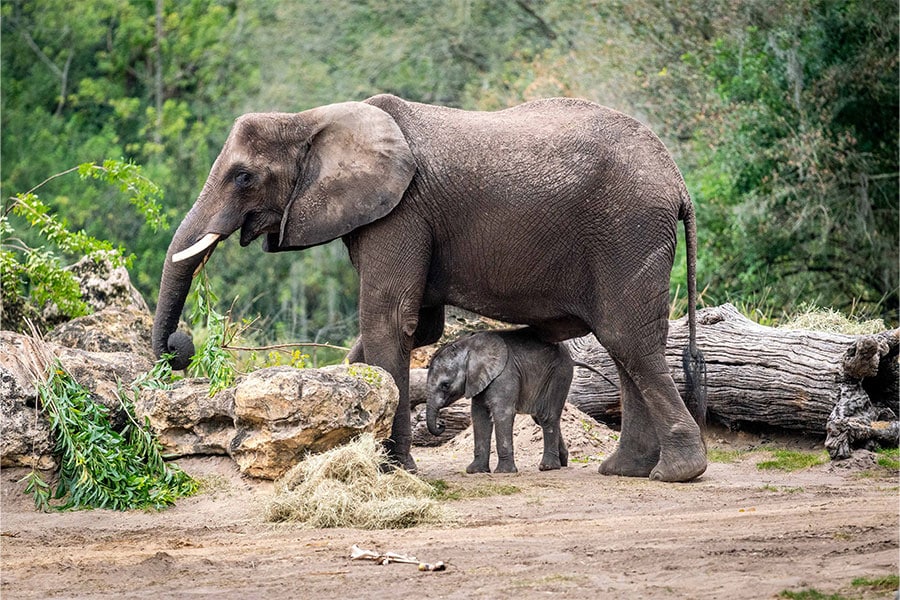 18 Reasons That Baby Elephants Are the Cutest Baby Animals