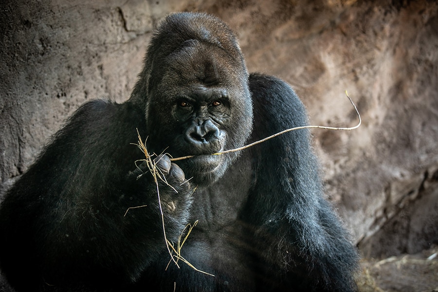Gorilla at Disney's Animal Kingdom