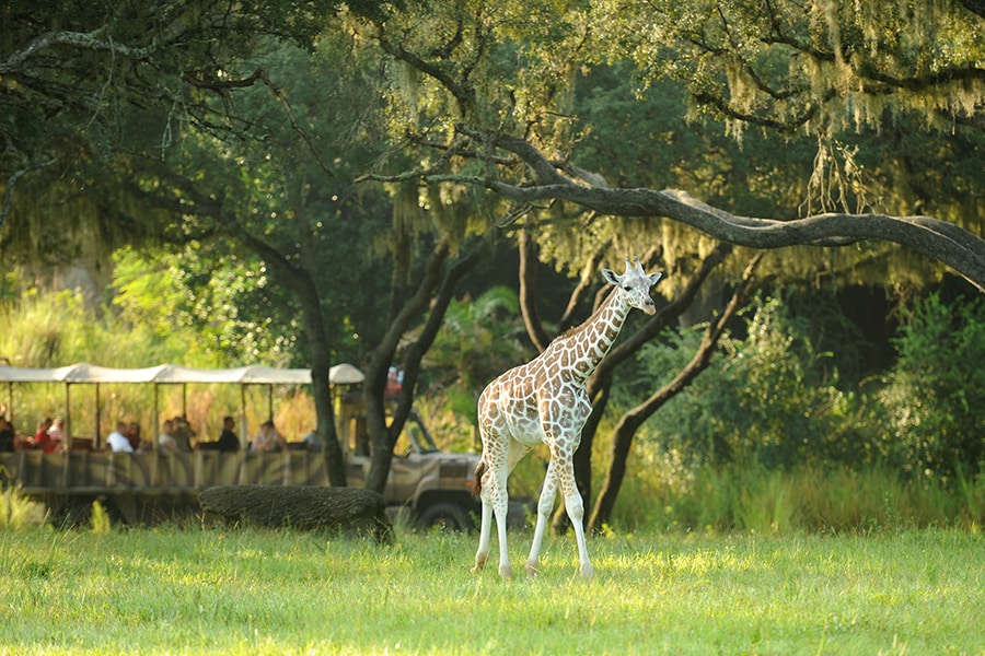 Giraffe at Disney’s Kilimanjaro Safaris