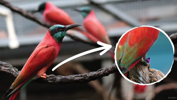 Birds with RFID Technology at Disney's Animal Kingdom