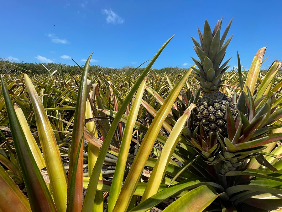Pineapple Farm at Disney Lookout Cay