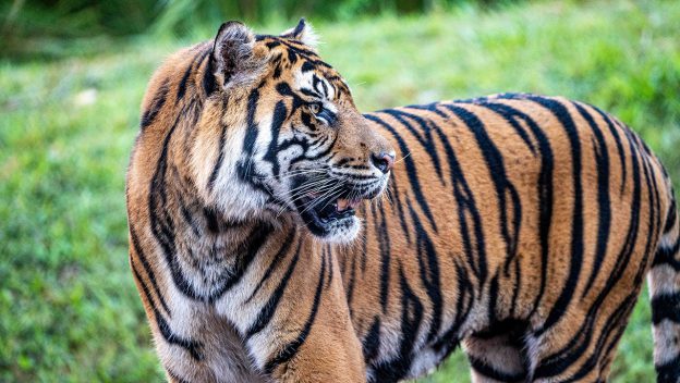 A Sumatran tiger, one of 8 endangered species at Disney's Animal Kingdom.