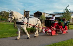 A couple riding in a horse drawn carriage adorned with Christmas decorations near the Tri Circle D Ranch