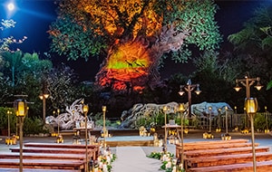 2 rows of benches adorned with candles and flowers leading to an illuminated tree