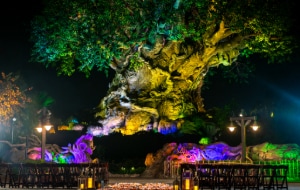 2 rows of benches adorned with candles and flowers leading to an illuminated tree 2 rows of benches adorned with candles and flowers leading to an illuminated tree