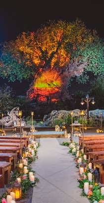 In Disney’s Animal Kingdom Park, benches for wedding Guests face the illuminated Tree of Life, at night In Disney’s Animal Kingdom Park, benches for wedding Guests face the illuminated Tree of Life, at night