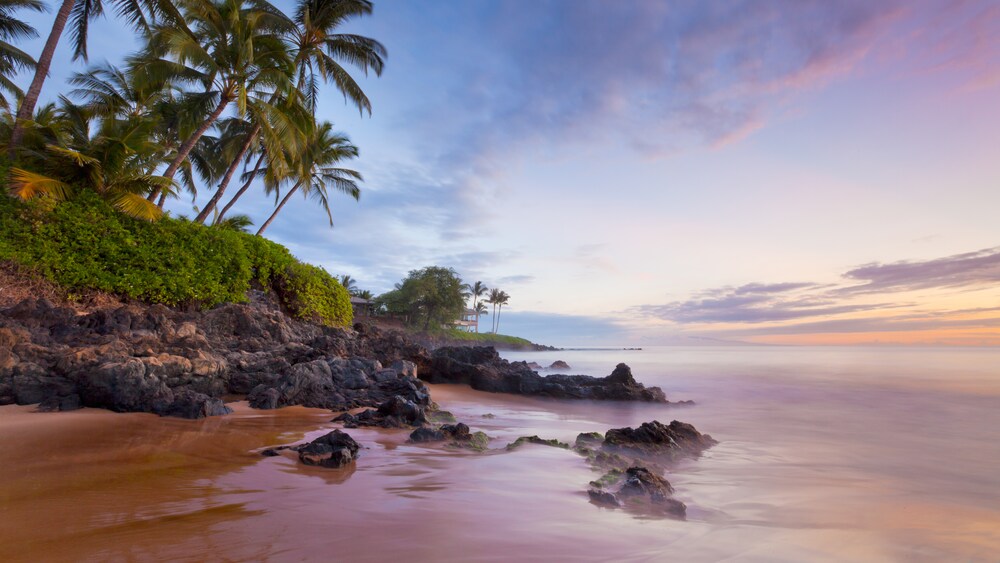 Palm trees on a lush hill overlooking a rocky beach at sunset
