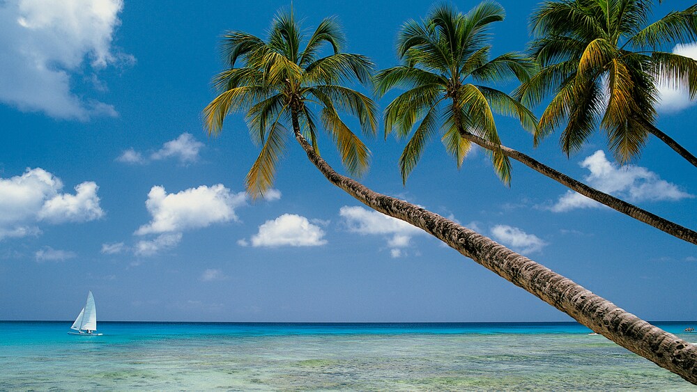 A lone sail boat sits on the horizon above shallow water while three palm trees stretch into the sky