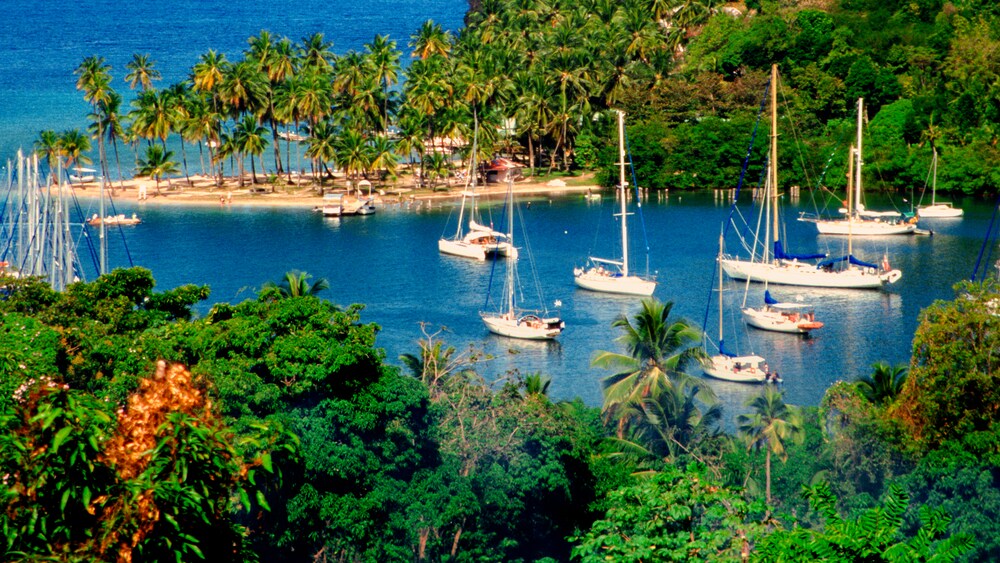 Palm trees and other plant life cover the hills and coast of a cove filled by sailboats and catamarans.