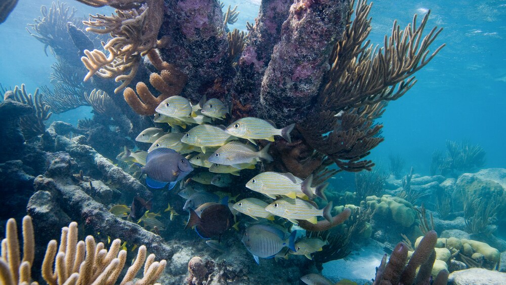 A school of fish huddle around a plant on a coral reef underwater