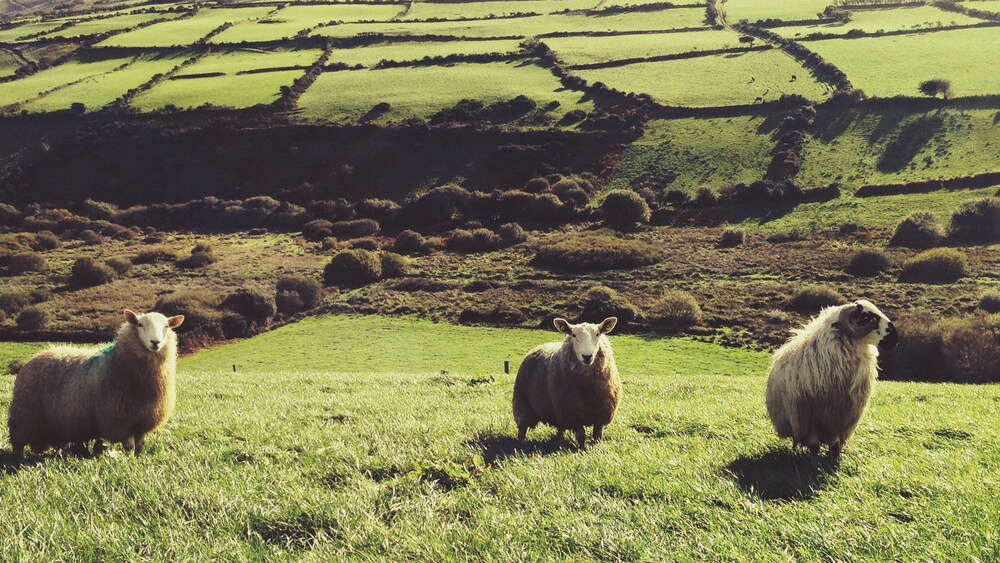 Three sheep in a grassy meadow