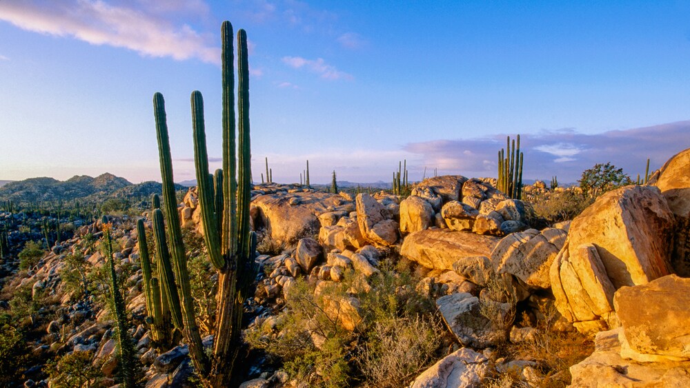 Cacti in a desert in Ensenada, Mexico