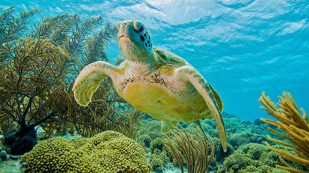 A green sea turtle swims through shallow waters lined with corral and sea vegetation