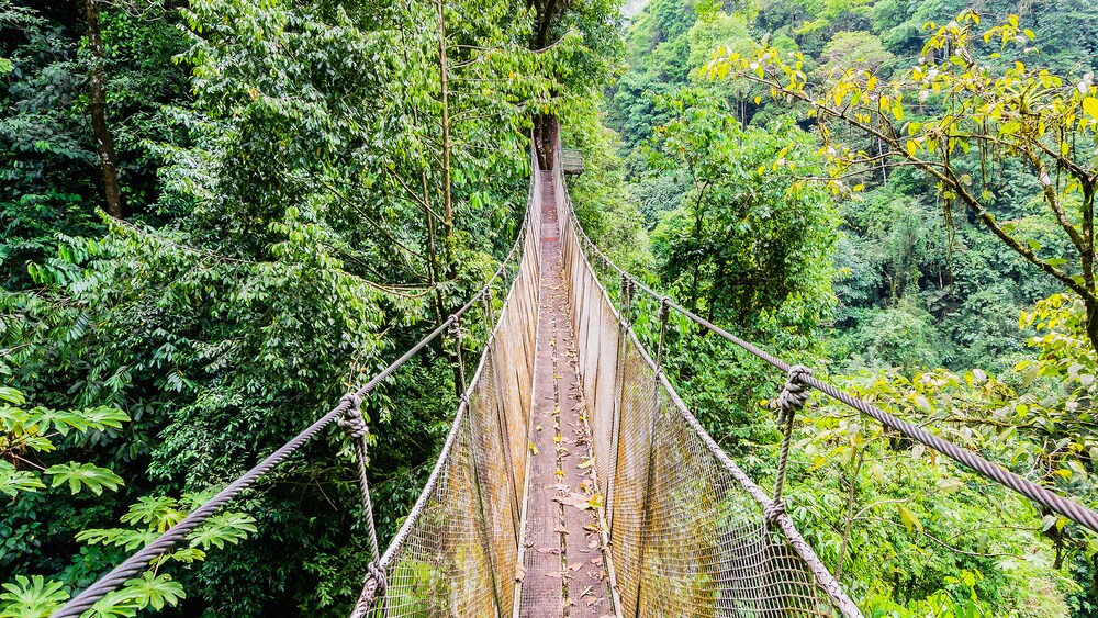 A suspension bridge runs through the treetops of a rainforest