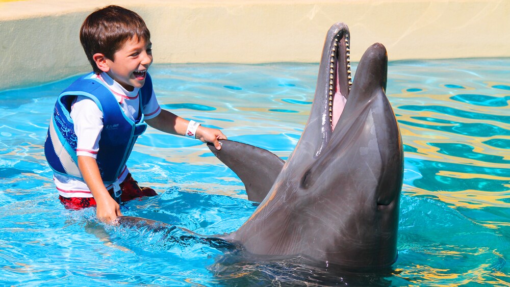Un niño pequeño sonríe mientras está parado en aguas poco profundas y agarra las aletas de un delfín