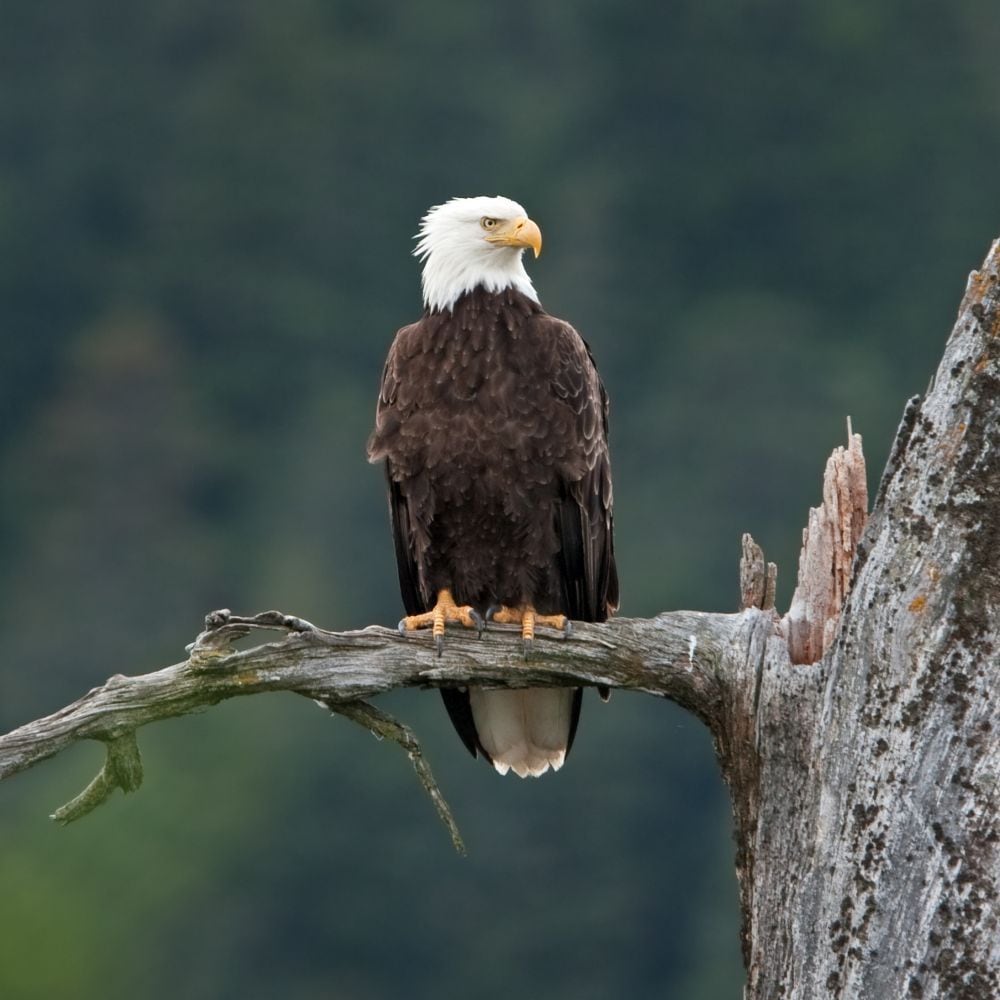 A bald eagle perched on a tree branch