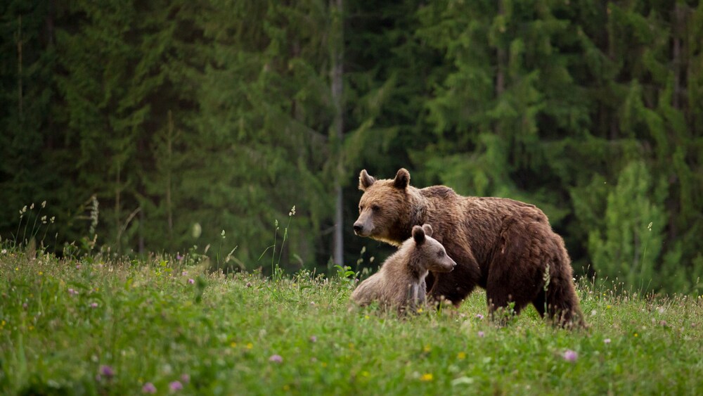 A mother brown bear and her cub in their wilderness habitat