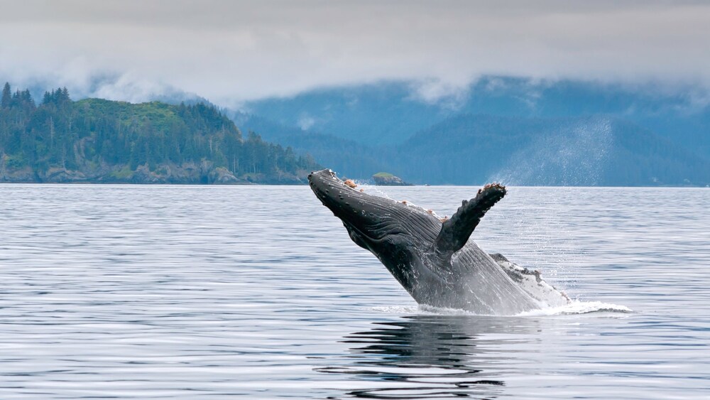 A humpback whale breaching out of the ocean