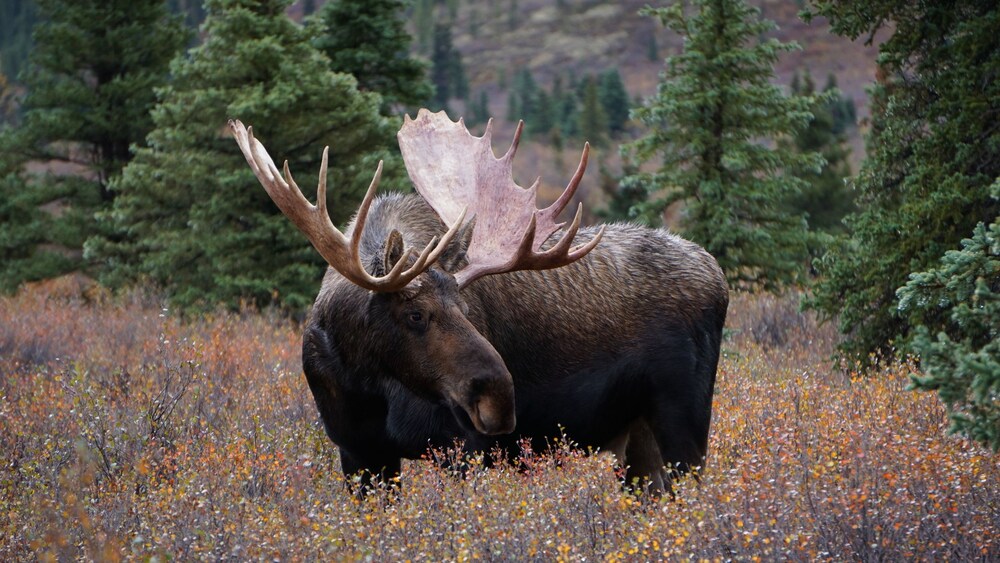 An Alaskan moose in the wild