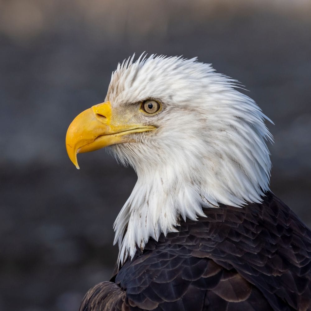 A close up portrait of a bald eagle