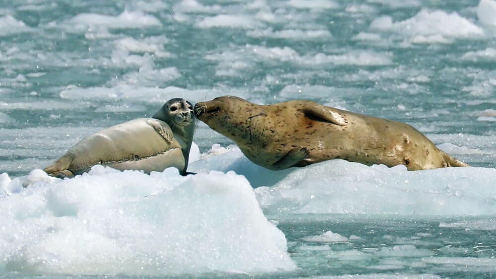 Two seals resting on ice in the frozen waters of Alaska