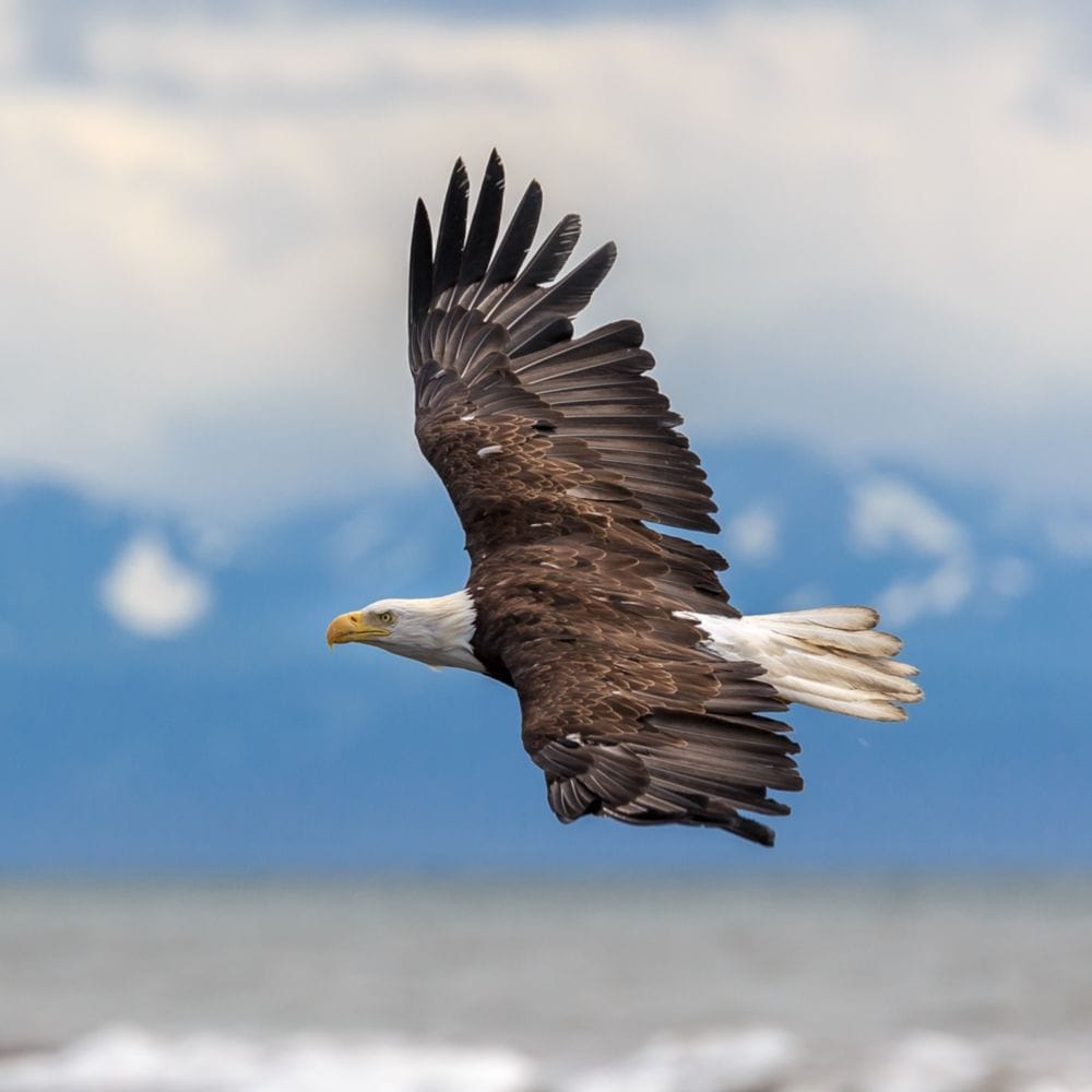 A bald eagle in flight