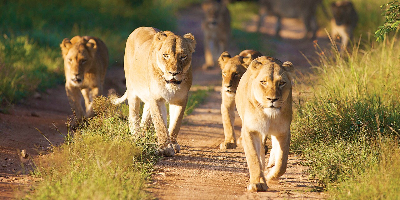 4 lionesses walk together down a path in the savanna 4 lionesses walk together down a path in the savanna