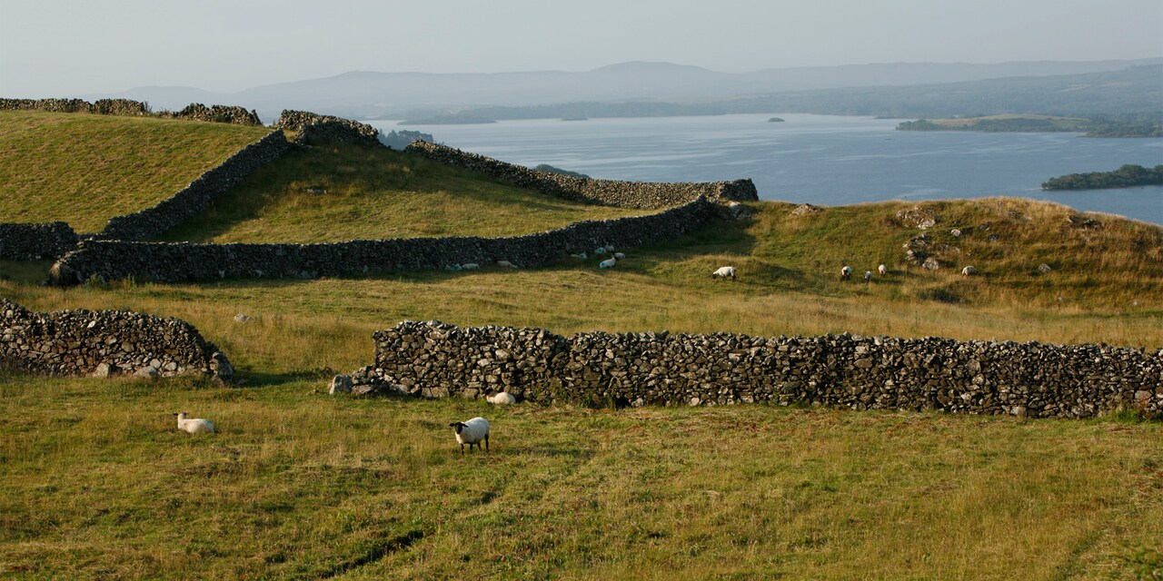 A flock of sheep stand near a stone wall in a pasture that overlooks the sea in Shannon, Ireland A flock of sheep stand near a stone wall in a pasture that overlooks the sea in Shannon, Ireland