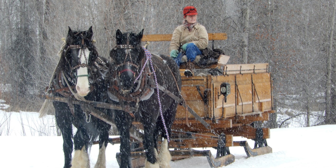 A woman rides a large two-horse wooden sleigh across the snow near a wooded area A woman rides a large two-horse wooden sleigh across the snow near a wooded area