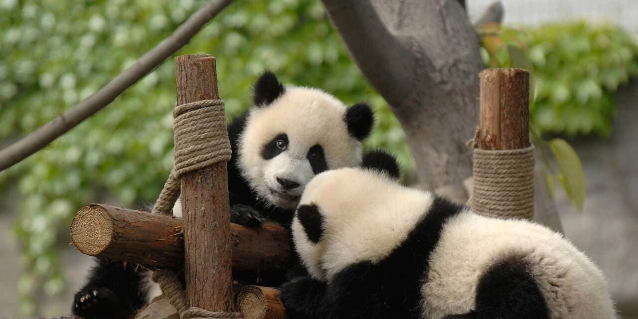Two pandas play on a structure made of logs and rope