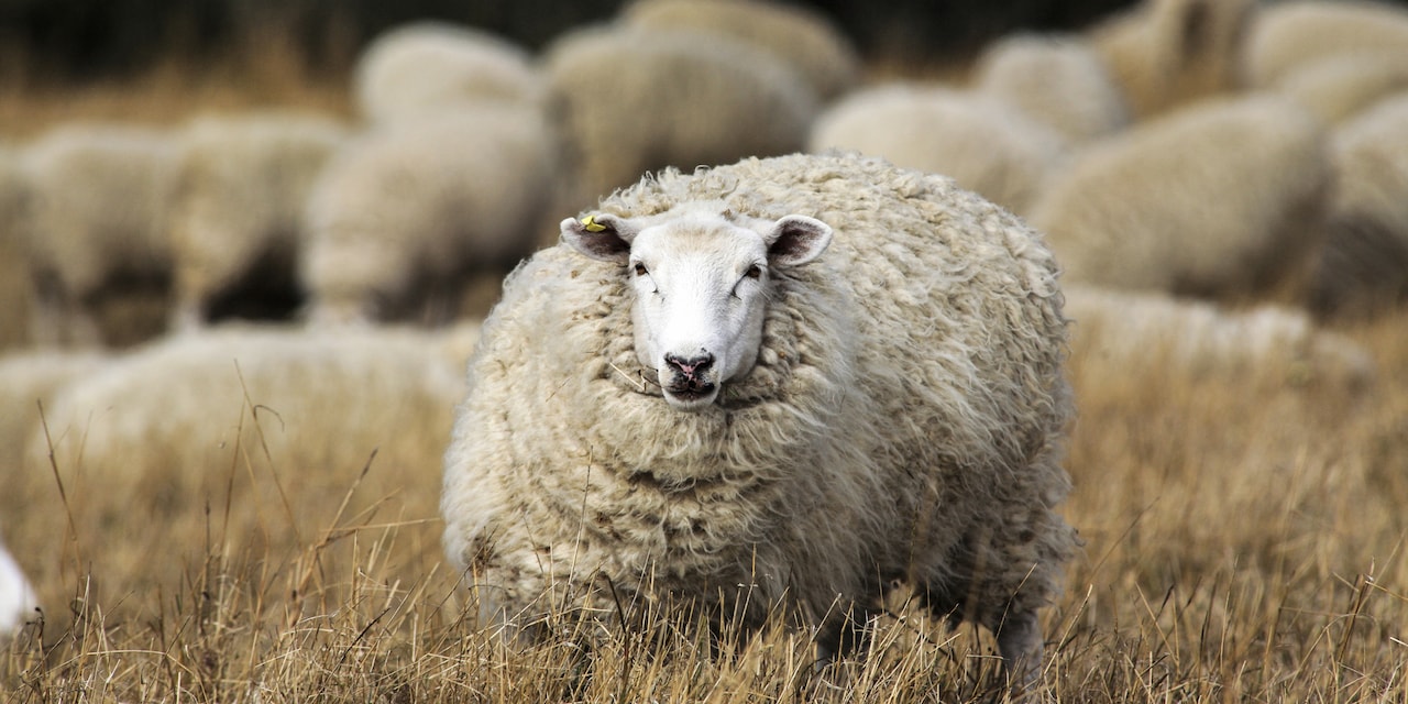 A large sheep stands in tall grass apart from its herd