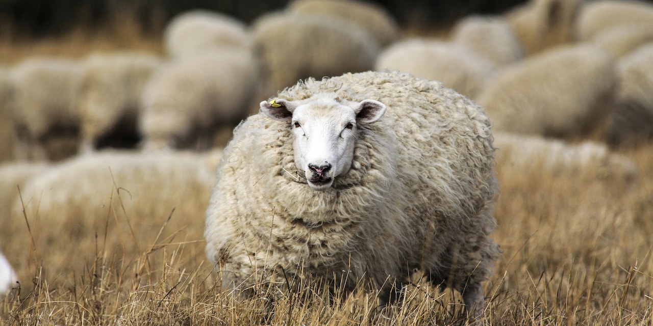 A large sheep stands in tall grass apart from its herd A large sheep stands in tall grass apart from its herd