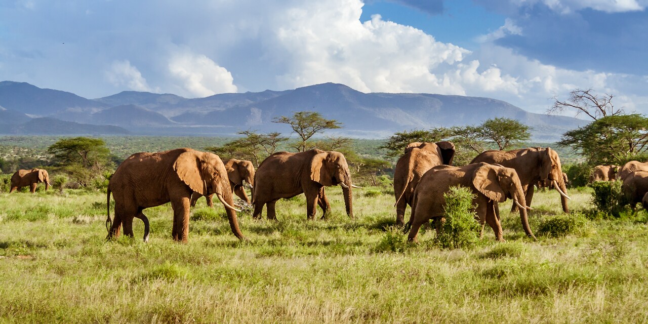 A herd of elephants walks across a grassy plain with mountains in the background