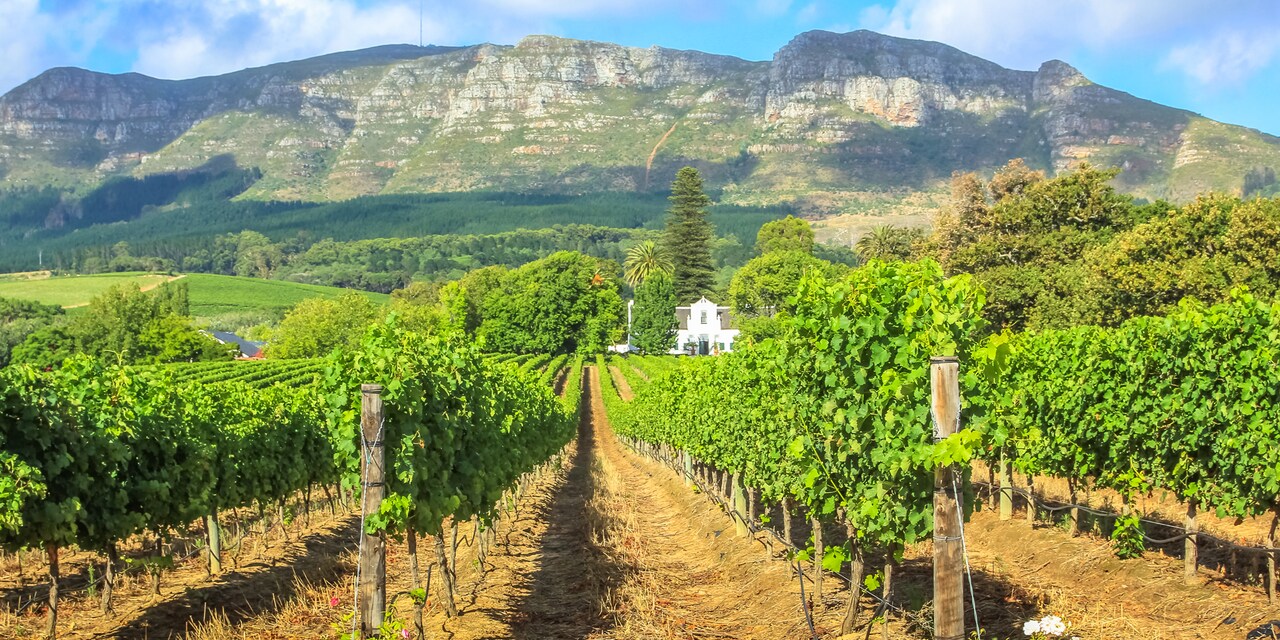 Rows of grape vines at Spier Wine Farm in Stellenbosch, South Africa with a mountain in the background
