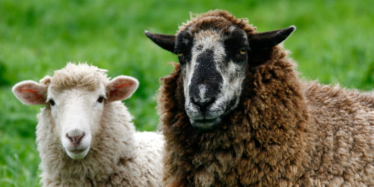 Two sheep Two sheep
