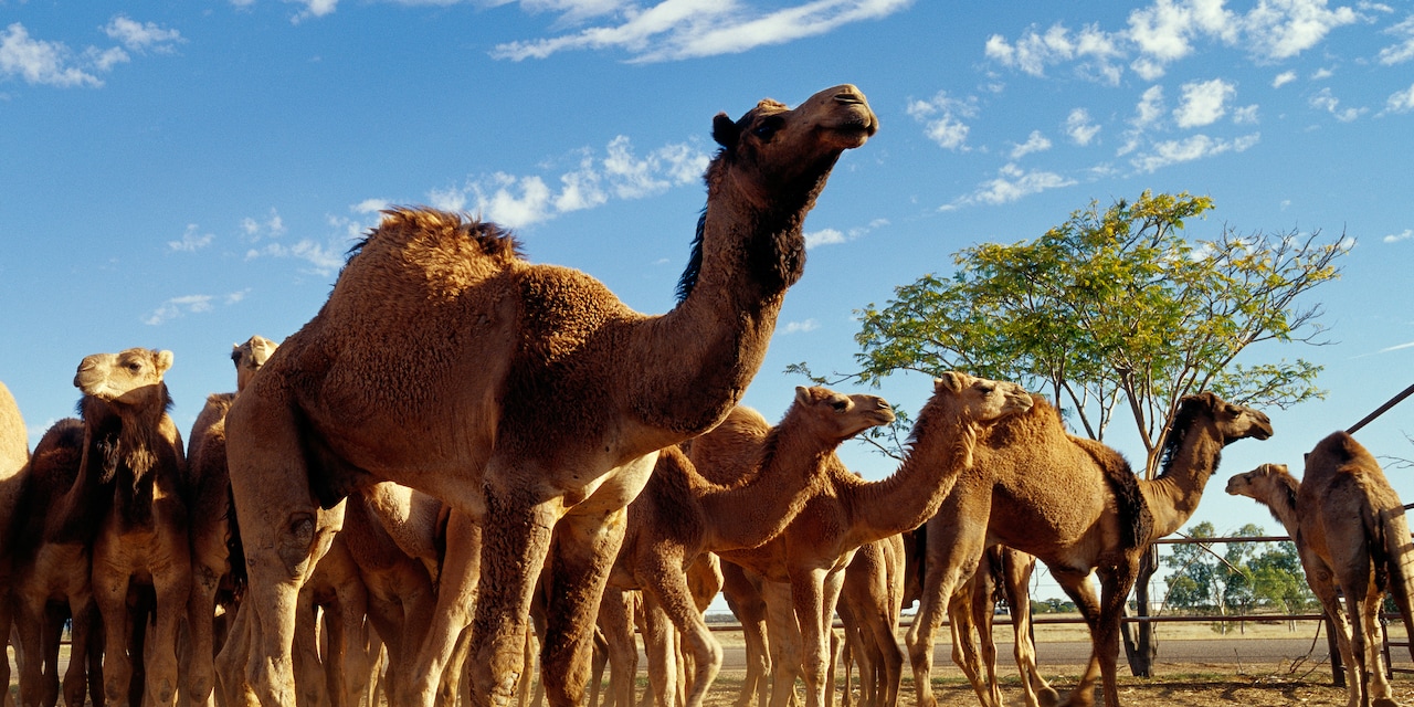 A herd of camels A herd of camels