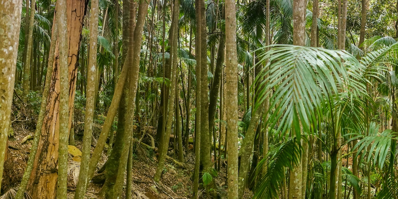 Palms and trees in a tropical rainforest Palms and trees in a tropical rainforest