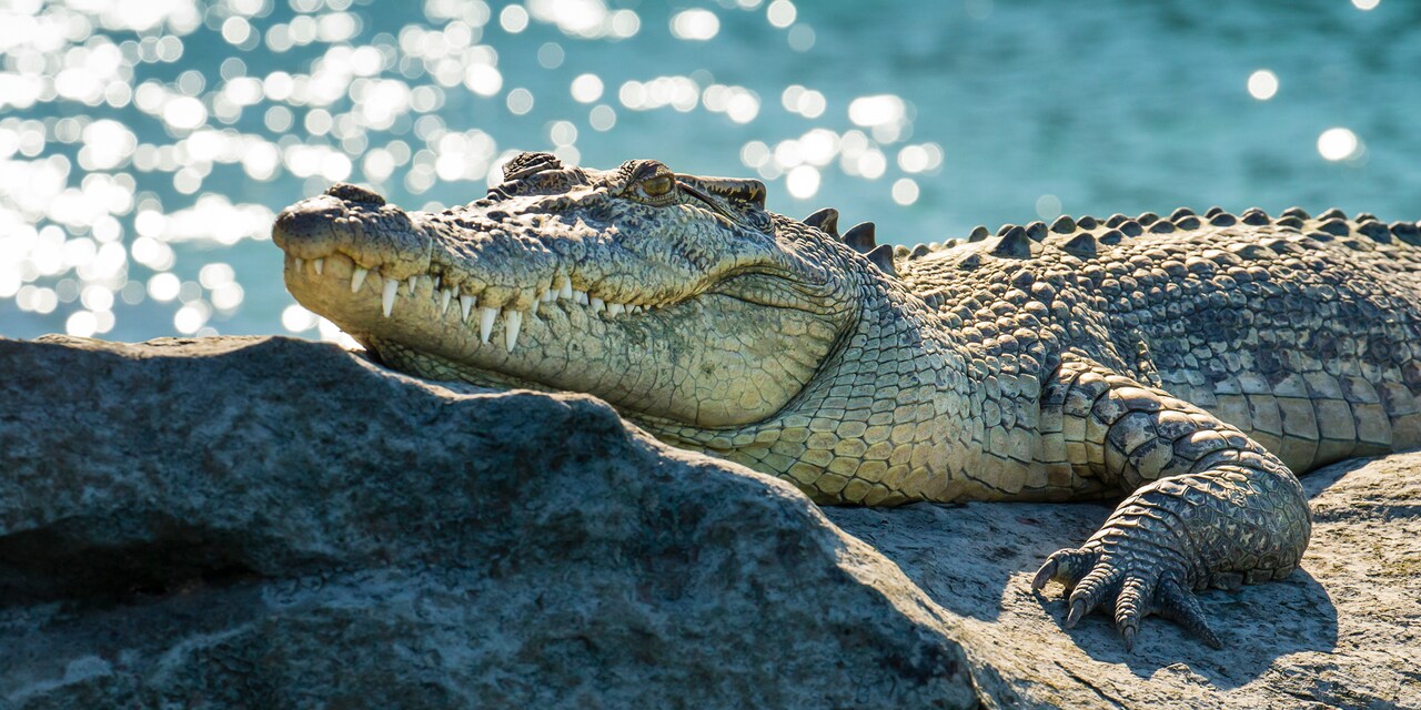 A crocodile rests atop a rock near a body of water A crocodile rests atop a rock near a body of water
