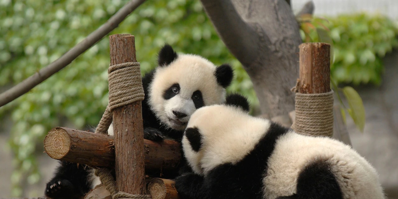 Two pandas play on a structure made of logs and rope Two pandas play on a structure made of logs and rope