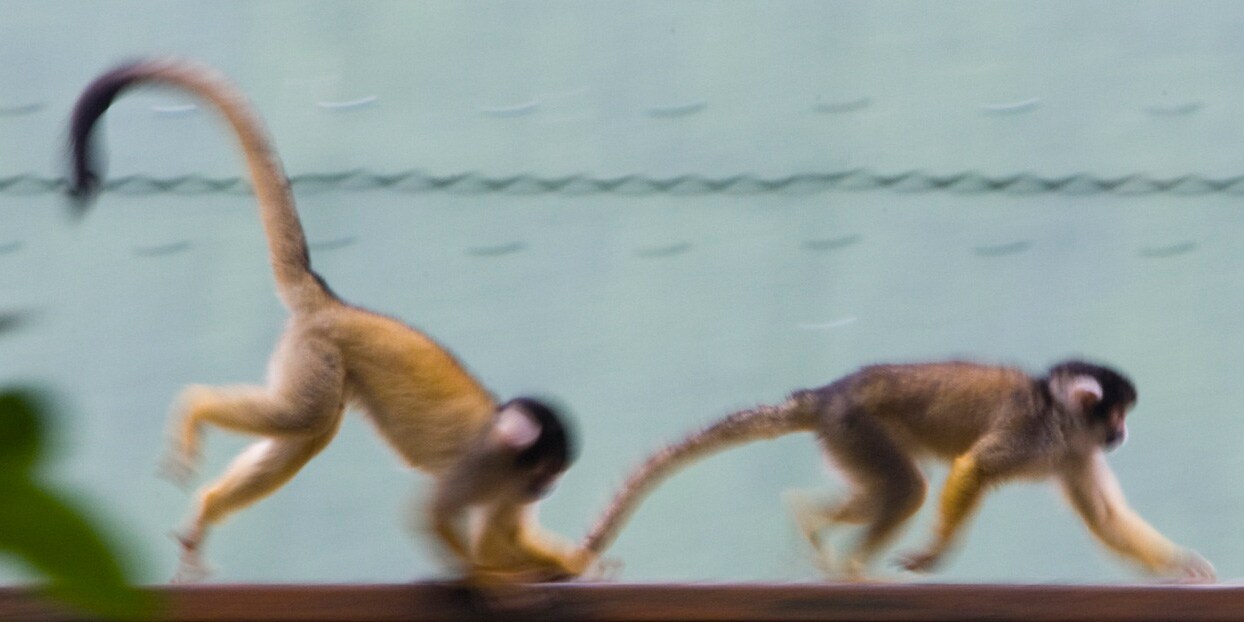 2 monkeys walk one after another on a wooden rail, with the follower pulling the tail of the leader