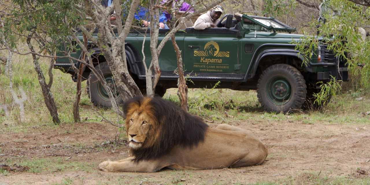 A watchful lion lies at rest in the dirt near a jeep filled with tourists