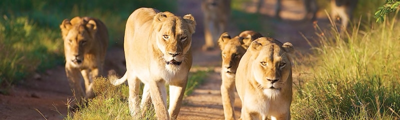 4 lionesses walk together down a path in the savanna