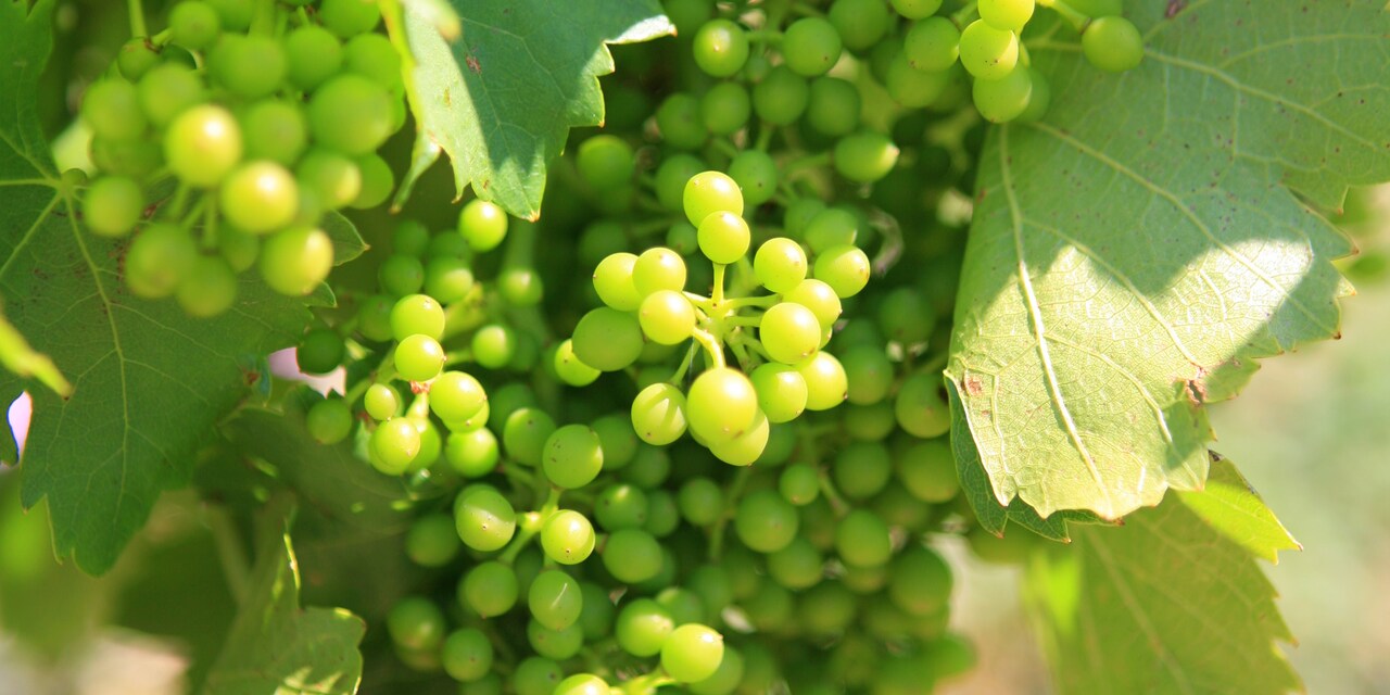 Clusters of grapes on their vines