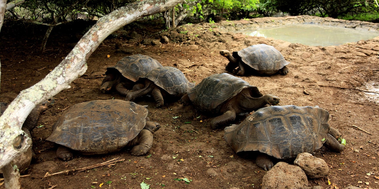 A group of tortoises lounging next to a watering hole beneath a tree