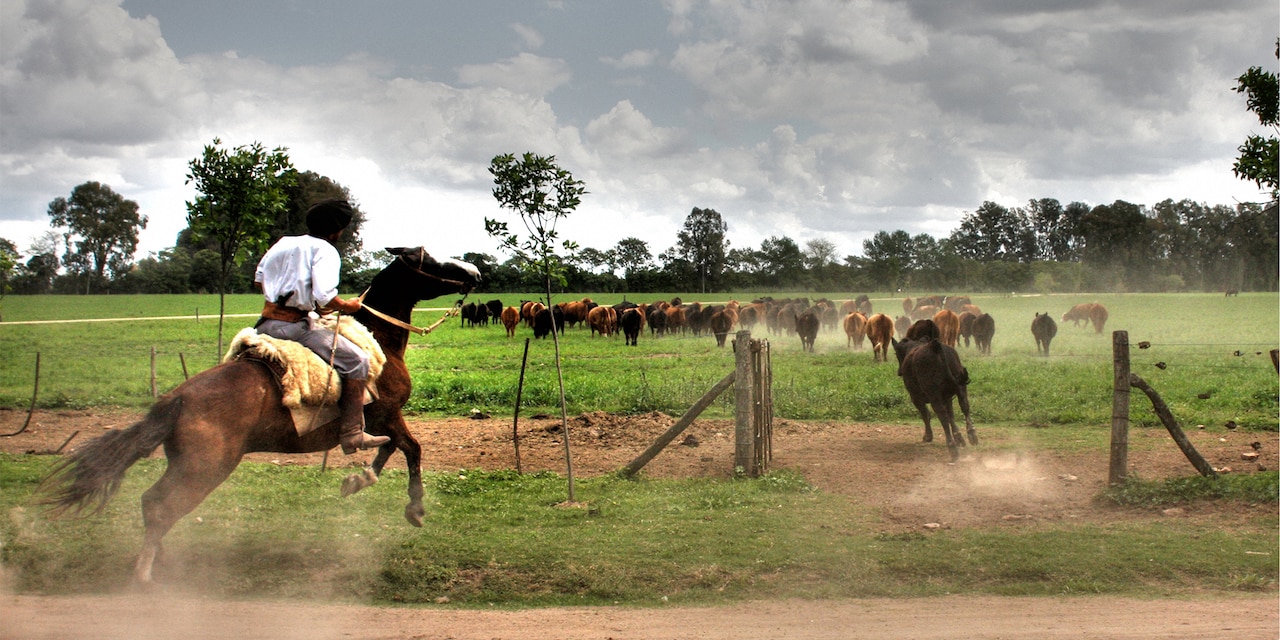 Man on a horse chases after cattle in a field