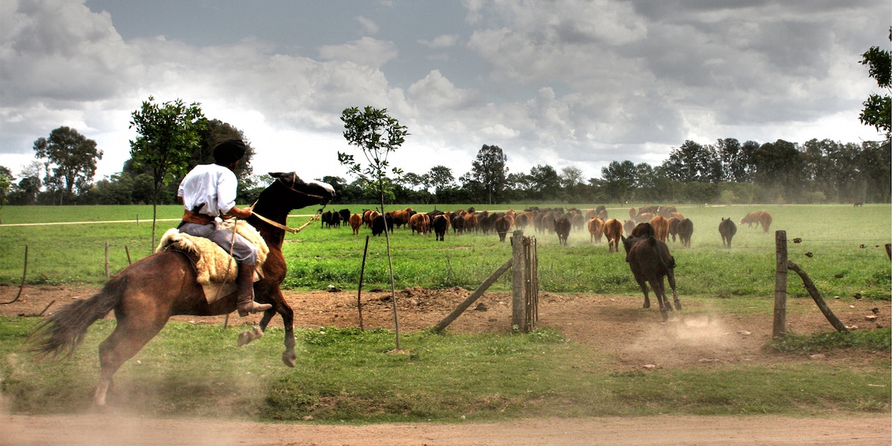 Man on a horse chases after cattle in a field Man on a horse chases after cattle in a field