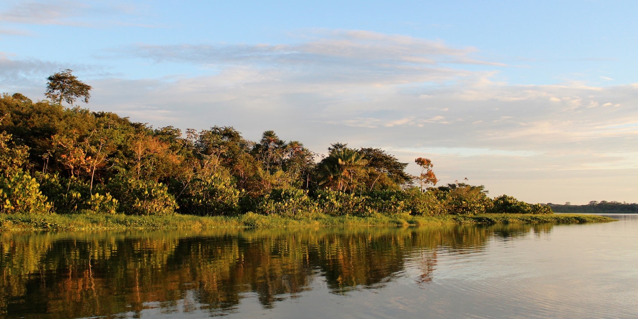 The tropical banks of a river The tropical banks of a river